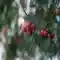 Cherries Tree Summer
